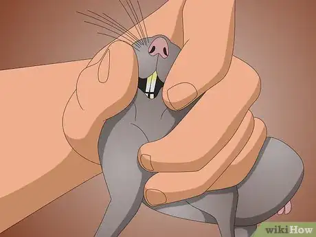 Image titled Clean Your Rat's Teeth Step 2