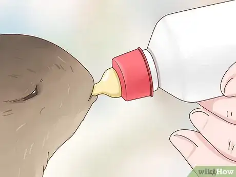 Image titled Care for a Baby Wild Rabbit Step 12