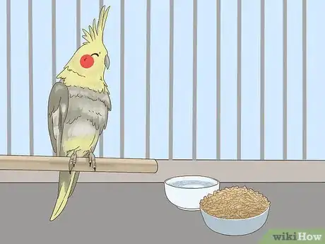 Image titled Treat Chlamydiosis in Cockatiels Step 11