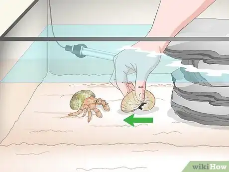 Image titled Care for a Marine Hermit Crab Step 11