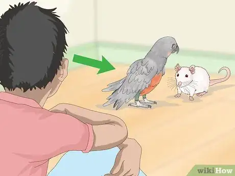 Image titled Keep Pet Rats Safe Around Other Pets Step 11