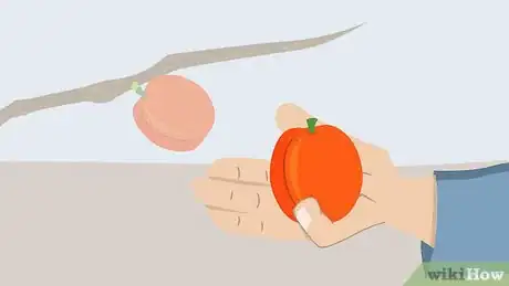 Image titled Grow Apricots Step 15