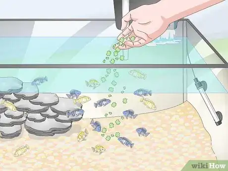Image titled Care for Mbuna Cichlids Step 12