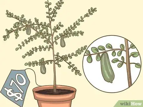 Image titled Grow Finger Limes Step 1