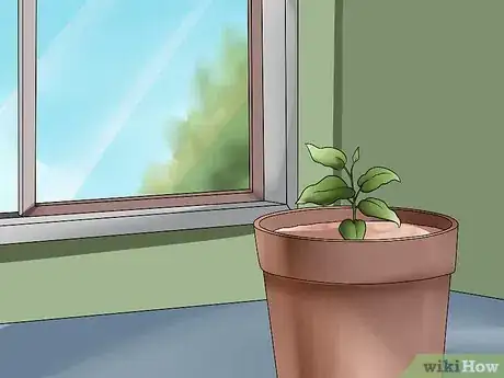 Image titled Grow Clematis in Pots Step 16