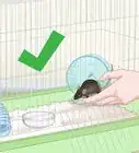 Clean a Mouse Cage