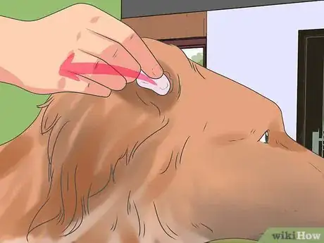 Image titled Clean a Terrier's Ears Step 8