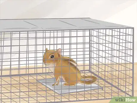 Image titled Catch a Chipmunk Step 5