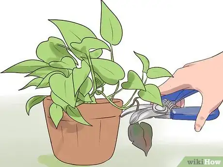 Image titled Rejuvenate an Overgrown Houseplant Step 10