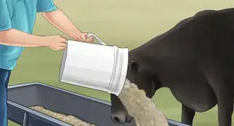 Treat and Prevent Nitrate Toxicity in Cattle