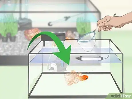 Image titled Care for Fancy Goldfish Step 21