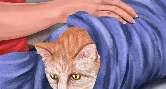 Get Mousetrap Glue Off a Cat