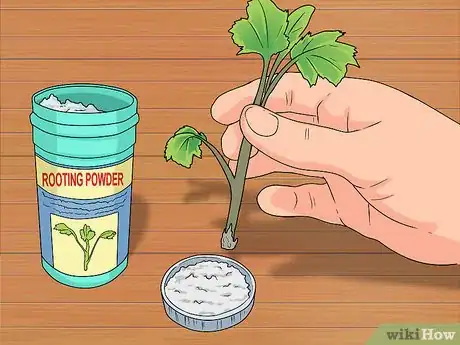 Image titled Grow Delphinium Step 12