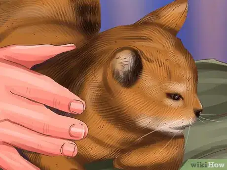 Image titled Socialize a Fearful Cat Step 7