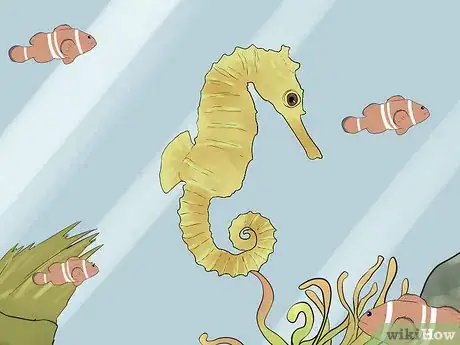 Image titled Care for a Seahorse Step 8