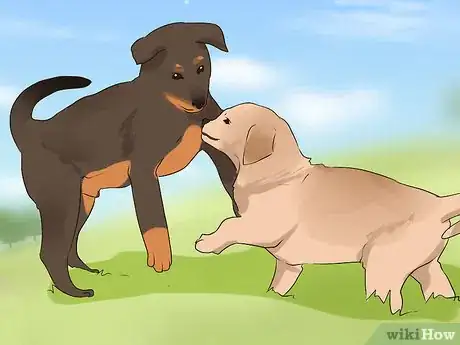 Image titled Socialize a Puppy from a One Pup Litter Step 3