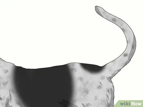 Image titled Identify a Bluetick Coonhound Step 6