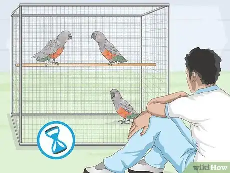Image titled Know if a Red Bellied Parrot Is Right for You Step 4