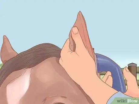 Image titled Groom a Horse for a Show Step 13