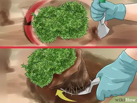 Image titled Divide a Phlox Plant Step 2