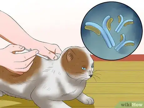 Image titled Diagnose Heartworm Disease in Cats Step 6