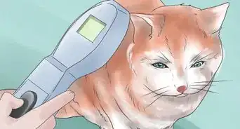 Inject a Microchip Into a Pet