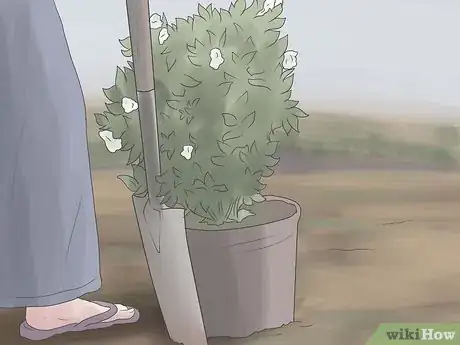 Image titled Grow Gardenias Step 6