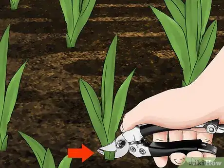 Image titled Harvest Daylilies Step 3