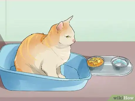 Image titled Keep an Old Cat Young at Heart Step 6