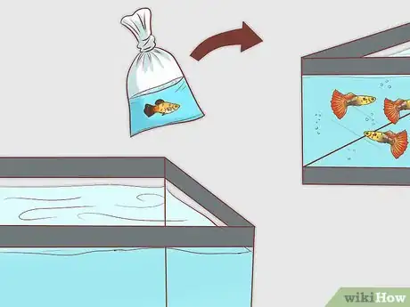 Image titled Find Compatible Tank Mates for Guppies Step 17