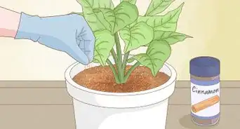 Why Does Your Plant Soil Have Mold