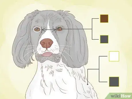 Image titled Identify an English Springer Spaniel Step 4