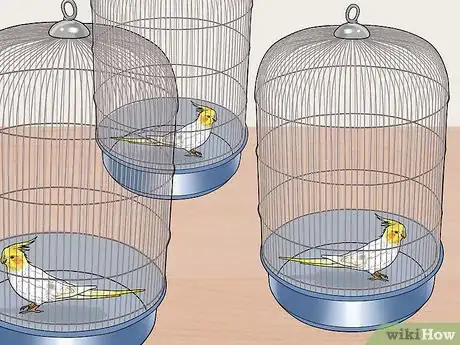 Image titled Keep Multiple Cockatiels Step 3