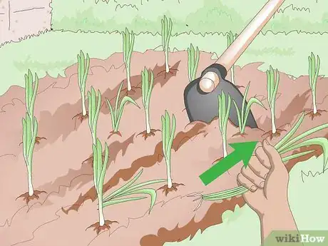 Image titled Grow Sweet Onions Step 8