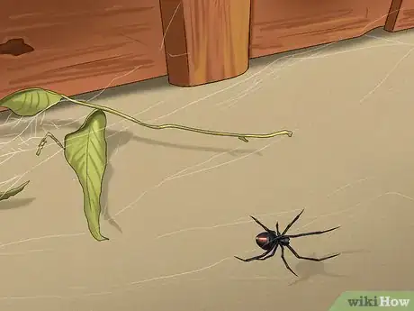Image titled Avoid Getting Bitten by a Black Widow Step 1