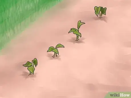 Image titled Grow Sweet Potatoes Step 16