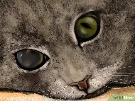 Image titled Diagnose and Treat Dry Eye in Cats Step 11
