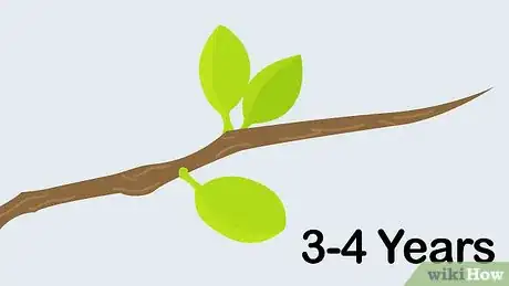 Image titled Grow Apricots Step 12