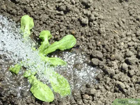 Image titled Grow Calendula Step 4