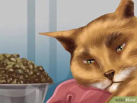 Image titled Diagnose Cytauxzoonosis in Cats Step 1