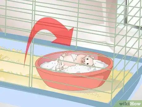 Image titled Clean a Long Haired Hamster Step 3
