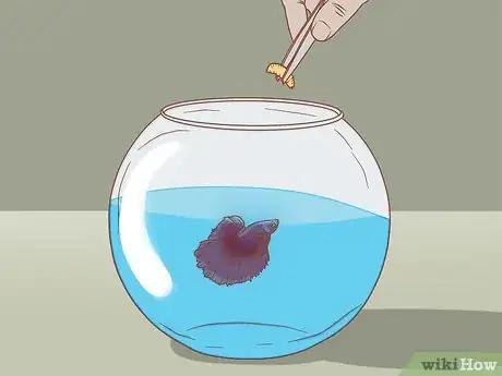 Image titled Help Pet Shop Bettas Step 11