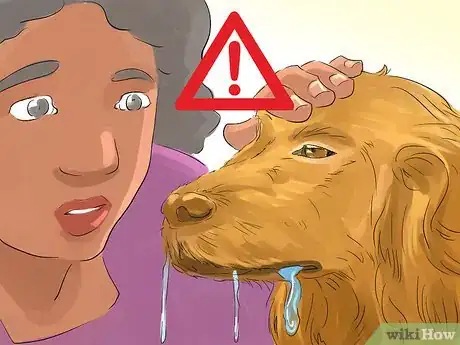 Image titled Help Your Dog Live Longer Step 2