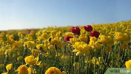 Image titled Make Flower Essence Step 1