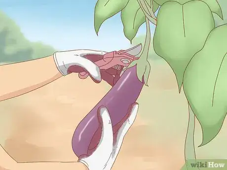 Image titled Harvest Eggplant Step 7