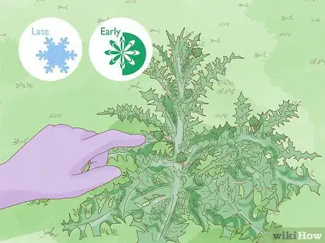 Image titled Get Rid of Thistles in Pastures Step 1