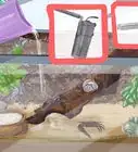 Clean a Fiddler Crab Tank