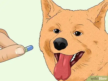 Image titled Treat Zinc Deficiency in Dogs Step 8