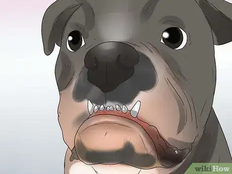 Image titled Care for Bulldogs Step 9