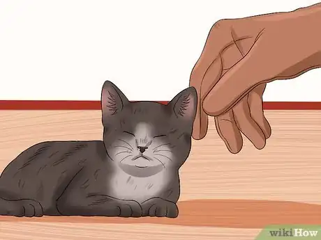 Image titled Socialise Timid Kittens Step 8